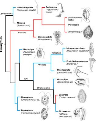  オピストコンタ！ 謎めいた単細胞生物、その驚異的な生存戦略とは？