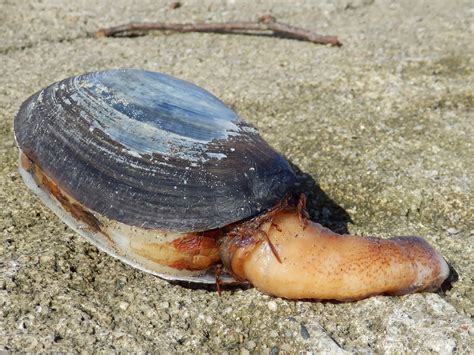  アオヤギ、二枚貝の仲間で、砂の中に潜って暮らす、静かで不思議な生き物！