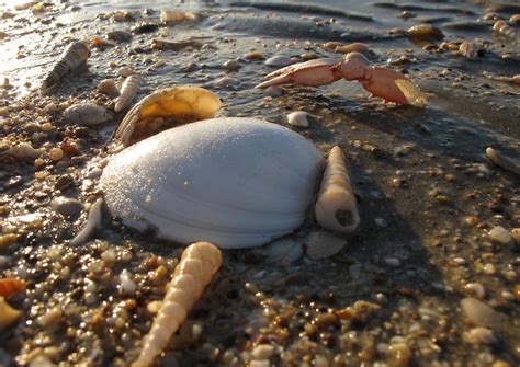   Barnacle: なぜ「貝」と「甲殻類」の組み合わせが、この奇妙な生き物にぴったりなのか？