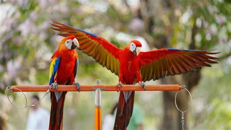  インディオオウム、その華やかな羽根と陽気な鳴き声で魅了する！南米の熱帯雨林を彩る知性あふれる鳥たち