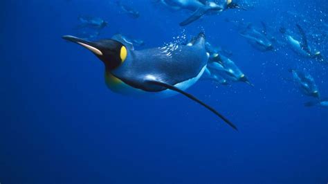  ペンギンは、海の宝石とも呼ばれ、滑らかな水泳と愛らしい風貌で知られています！