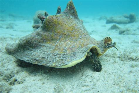  クイーンコンクShell: Shellfish Delicacy or Underwater Architect?