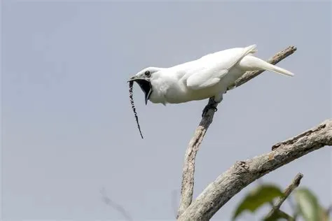  クイナ 南米で鳴き声とカラフルな羽根を誇る鳥は一体何でしょう？