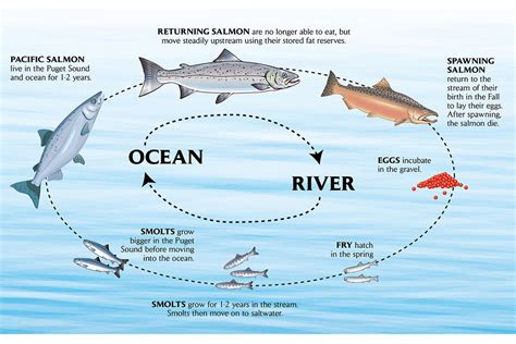  サーモン！淡水で生まれ育ち、海へ旅立つ勇敢な魚は一体どんな生き物？